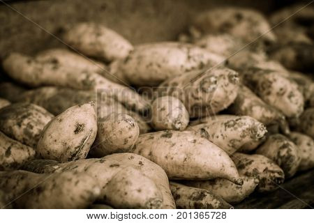 a yam sweet potato store close up photo taken in jogja indonesia java