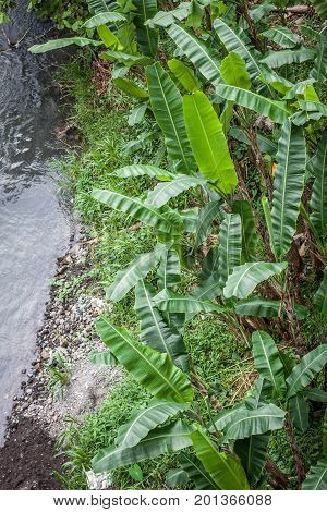 a river with banana tree leaf on the side photo in jogja indonesia java