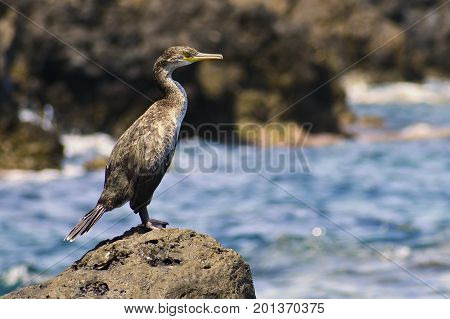 A beautiful bird sitting on a stone by the sea. Cormorant. (Phalacrocorax)