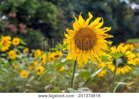 Sunflowers yellow blooming in a field edge of a Dutch nature area on a sunny day in the summer season.