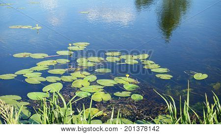 Water lilies on the river in summer. Reflection of the sky in the Blue water.