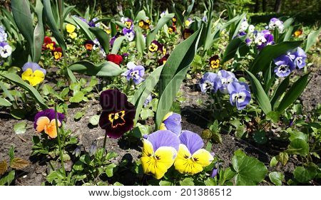 Spring Flowers Blossomed on a sunny day, close-up