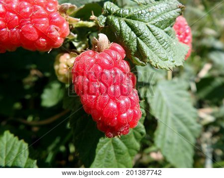 Red berries - tayberry , Red berries on a green background