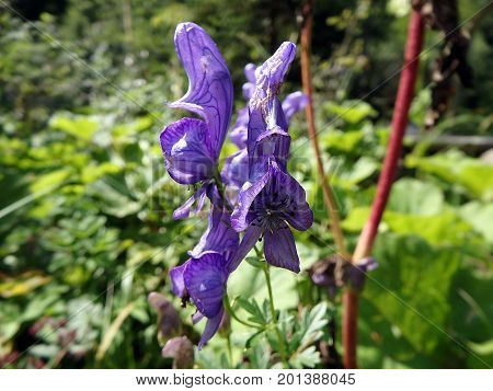 blue monkshood flower on meadow , (Aconitum napellus)