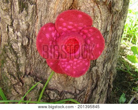 Rafflesia flower made of wool on the bark of a tree.