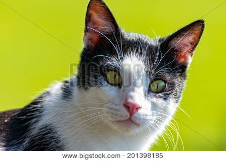 The Cat sitting on the balcony and observed his surroundings