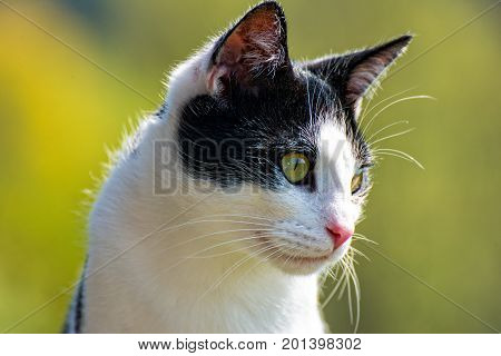 The Cat sitting on the balcony and observed his surroundings