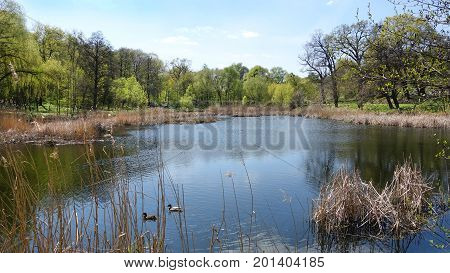 Silent spring day on the lake. The nature comes alive in the spring. The calm surface of the lake. A couple of ducks are floating on the lake. Young leaves are blossoming.