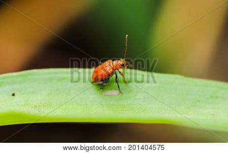 Closeup of orange Cucurbit Beetle on green leaf