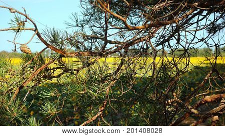 pine branches against the background of the yellow field of sunflowers on a summer day