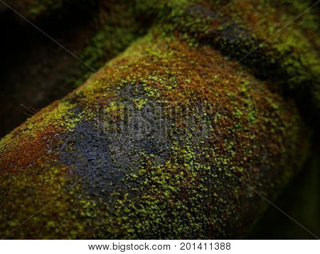 Green Moss Covered The Stones.