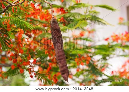 Indian red acacia Puttaparthi Andhra Pradesh India.