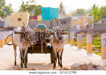 Indian bulls in harness Puttaparthi Andhra Pradesh India. Copy space for text
