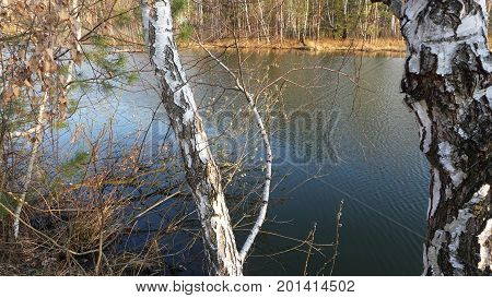 Trunks of birches over the lake on a sunny spring day