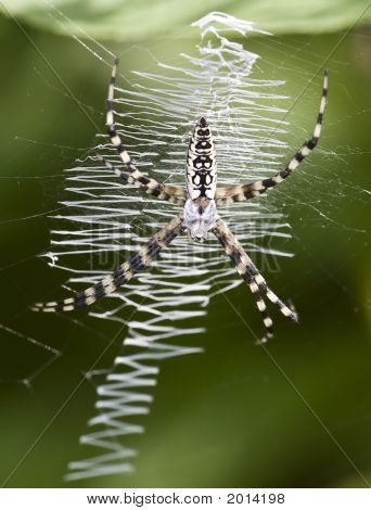 Ragno su una Web.