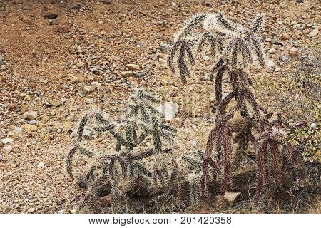 Cactus known as the cane cholla, walking stick cholla, or the chainlink cactus, with a rocky copy space background in Saguaro National Park, Tucson, Arizona, USA.