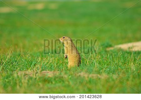 Cute European Ground Squirrel. Lovely Gnawer Feeding In Grass(spermophilus Citellus)