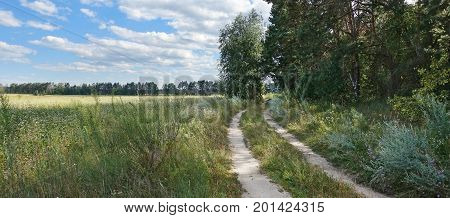 road between the field and the forest on a summer sunny day. Field grass. Dirt road