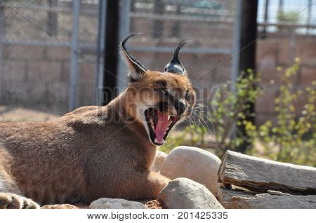 Caracal yawning, showing its teeth. Lying on a small hill