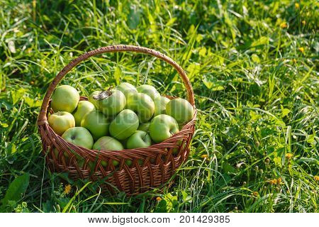 Green Apples Antonovka in big basket on green grass