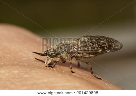 horsefly on the human hand extreme closeup