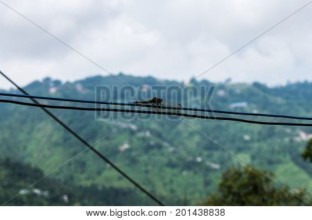 A shot of a dragonfly on a wire in Dhulikhel, Nepal