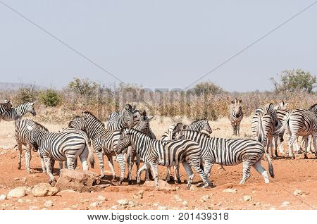 Burchells Zebras and Hartmann Mountain Zebras at the Rateldraf waterhole in North-Western Namibia