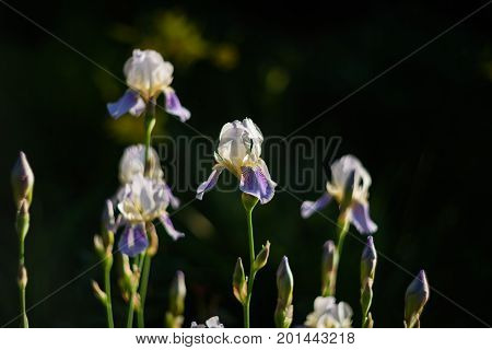 Lilac iris flowers. One flower in focus. Dark blurred background. Backlight.