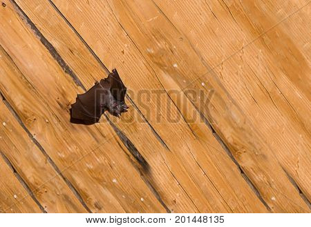 Black small bat with straightened leather wings against the background of a wooden surface