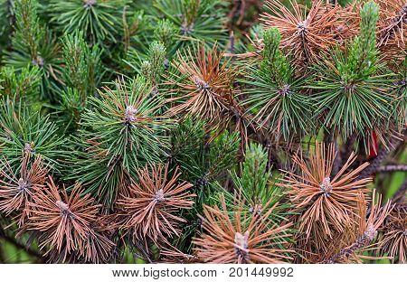 Pine green and burned brown needles arid weather danger of plants ecolgical disaster