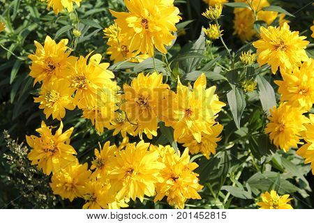 Yellow Cut-leaf Coneflower (Rudbeckia laciniata) in garden