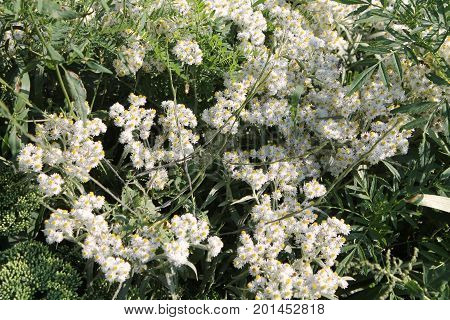 Western pearly everlasting (Anaphalis margaritacea) white flowers