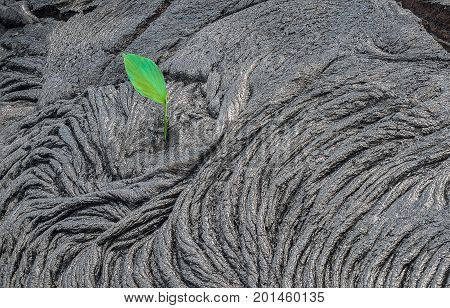 Reborn Plant In Deadland