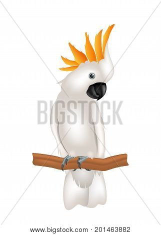 Mollucan Cockatoo Parrot On Branch, Exotic Bird with Crest Isolated on White Background - Illustration Vector