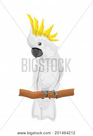 White Cockatoo Parrot On Branch, Exotic Bird with Crest Isolated on White Background - Illustration Vector