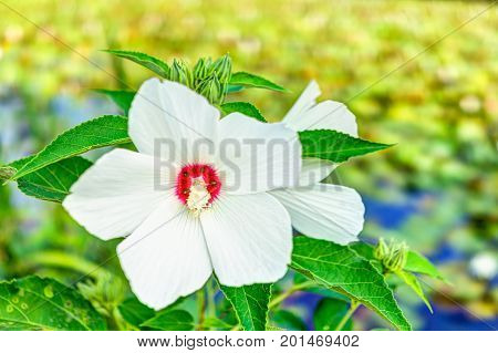Closeup Of White And Red Malva Flower Showing Detail, Texture And Bokeh In Summer
