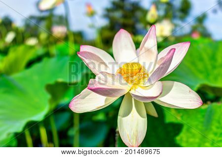 Macro Closeup Of Bright White And Pink Lotus Flower With Yellow Seedpod Inside And Blue Sky