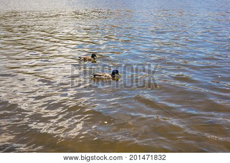 Birds and animals in wildlife. Funny mallard duck swims in lake or river with blue water