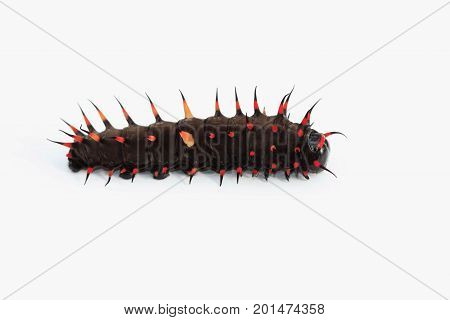 catapillar of a bird wing-butterfly on a white background with copy space