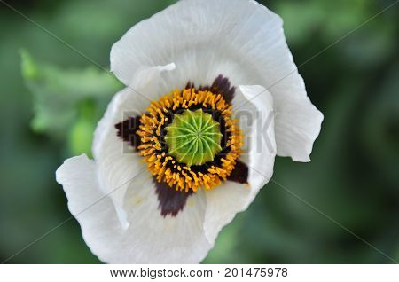 white tulip flower with clossoms half opened