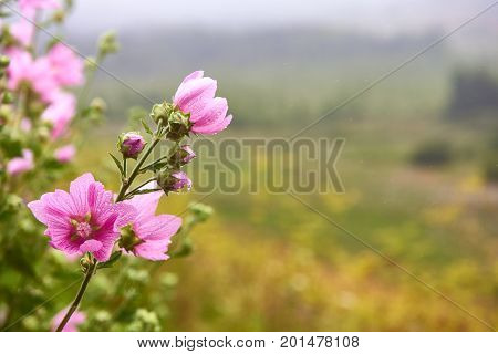 Pink mallow flowers. Blooming musk mallow in summer. Malva flowers.