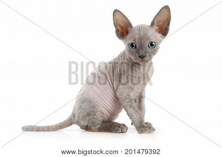 Studio shot of Don Sphinx kitty cat (seven weeks old) isolated on white background