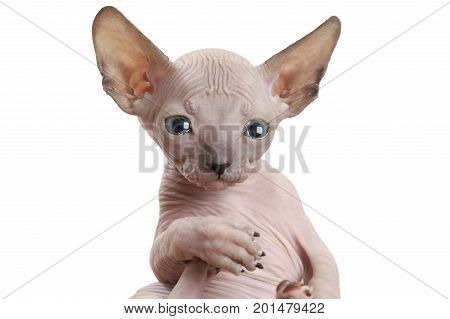 Portrait of hairless Don Sphinx kitty (seven weeks old) isolated on white background