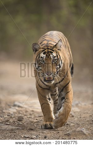 Royal Bengal Tiger in Ranthambhore National Park of India