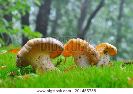 Collecting chanterelle mushroom in the forest. CANTHARELLUS CIBARIUS in moss with green background. Collecting mushrooms and preparing food.