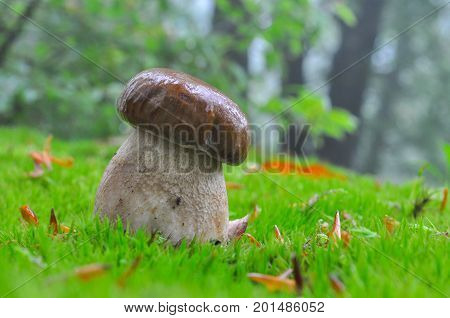 Boletus reticulatus or Boletus aestivalis, commonly known as the summer cep. Edible gourmet wild mushroom, Penny Bun bolete in the forest