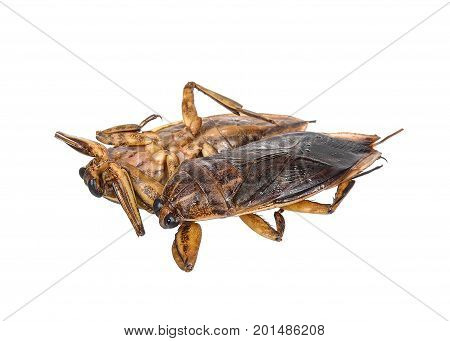 Lethocerus indicus isolated on white background .