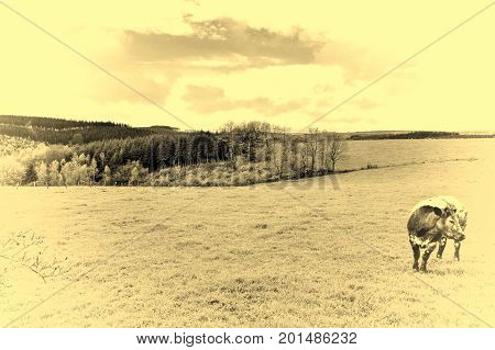 Pasture in the Ardennes. Black and white cow grazing in the green grass on a farm in Belgium. Vintage Style Toned Picture