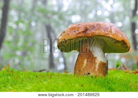 Boletus reticulatus or Boletus aestivalis, commonly known as the summer cep. Edible gourmet wild mushroom, Penny Bun bolete in the forest