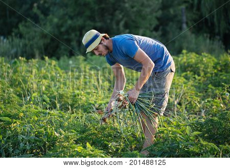 Young farmer in hat harvesting onion on the field of organic eco farm. Man holding bunch of onion in hand.